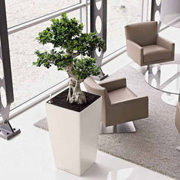 Ficus Ginseng Plant In Office Waiting Area
