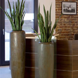 Artificial Sansiveria Plants In Office Reception