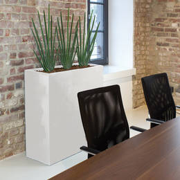 Sansevieria Cylindrica Plants In A Corporate Board Room