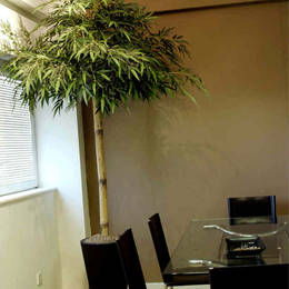 Office Meeting Room With An Artificial 2 Metre Bamboo Budha Plant