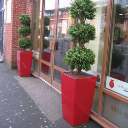 Plant Displays For Cafe Soya Birmingham Restaurant. Tall Square Cubis Red Artificial Buxus Triple Ball