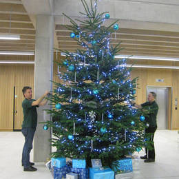 Live Christmas Tree 12 Ft For Birmingham University