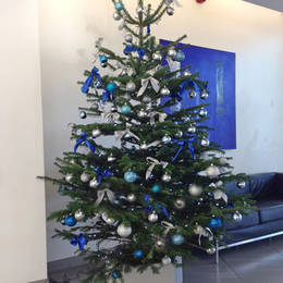 Low Drop Nordman Fir Christmas Tree Rented To Alpha Tower  Suffolk St  Queensway  B1