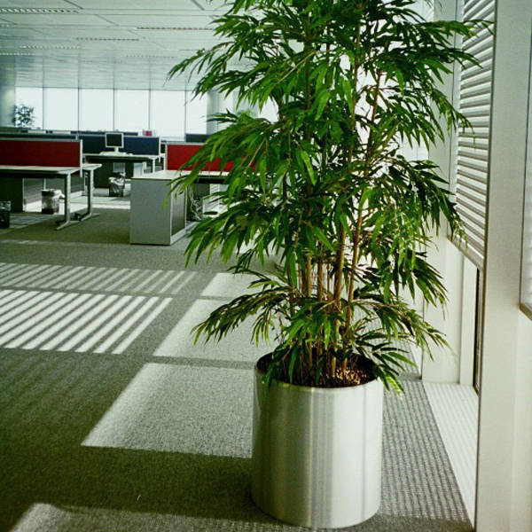One of 1000 plant displays installed to HSBC's Canary Wharf offices