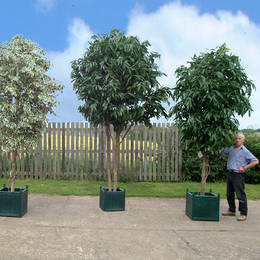 Large Ficus Trees With Different Foliage 