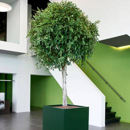 A large square dark green Cube container is planted with a beautiful Ficus tree which has a bare stem and ball shaped foliage