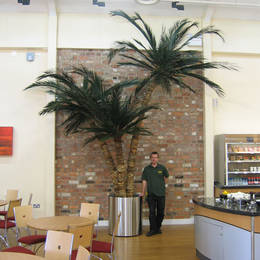 This triple stemmed Coco Palm has real preserved leaves and stands 4m tall in a company restaurant