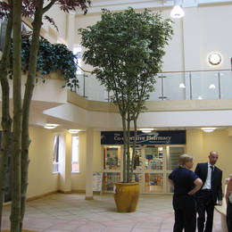 Walsall Community Healthcare Centre has tall artificial variegated leaf Ficus Trees