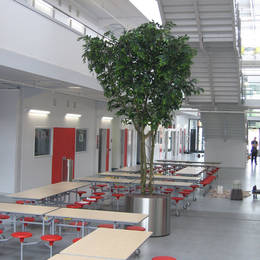 A brand new PFI School in Erdington, Birmingham has tall Artificial Ficus Trees