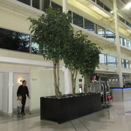 Tall Artificial Ficus Trees of varying heights in large bespoke black rectangular planters