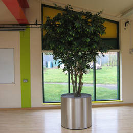 A school gymnasium & music hall has large low circular metal container with replica ficus trees on wheels