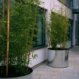 This inner courtyard area has large circular galvanised planters with tall vibrant green bamboo trees