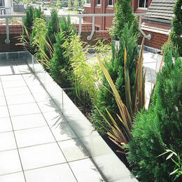 Rooftop garden has varied planting in Rectangular Galvanised planters