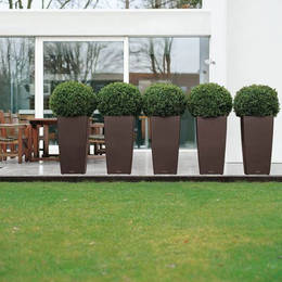 A line of identical clipped topiary buxus balls make an attractive feature of this exterior garden patio