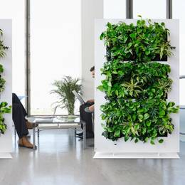 Freestanding green office dividers using live plants