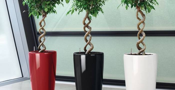 Informal Office Meeting And Breakout Area With Corkscrew stemmed Ficus Trees