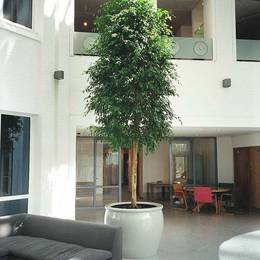 Statuesque Ficus tree adding value to a minimalistic office atrium