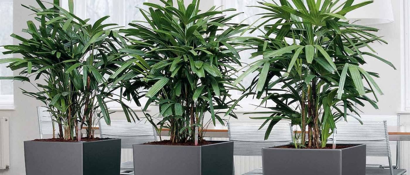 Tall Square Charcoal Grey Plant Displays