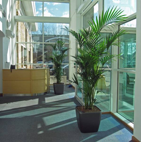 Large bushy green Palm Trees located in a sunny Solihull Reception area