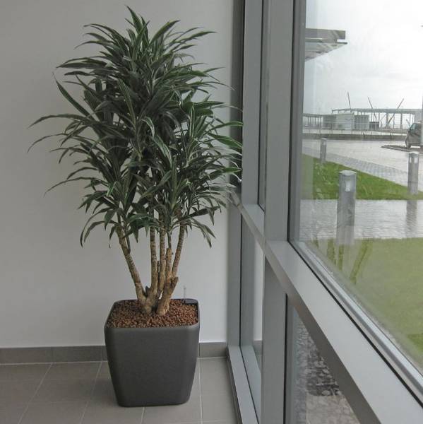 Striking Modern Plant Displays for Bolton BL5 offices