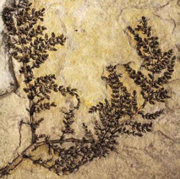 Could this be the oldest plant in the world?