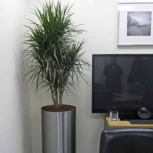 The Directors Office had a Tall Circular Display planted with a branched Dracaena Marginarta Plant