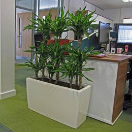 White rectangular Plant Display used as a screen alongside office desks
