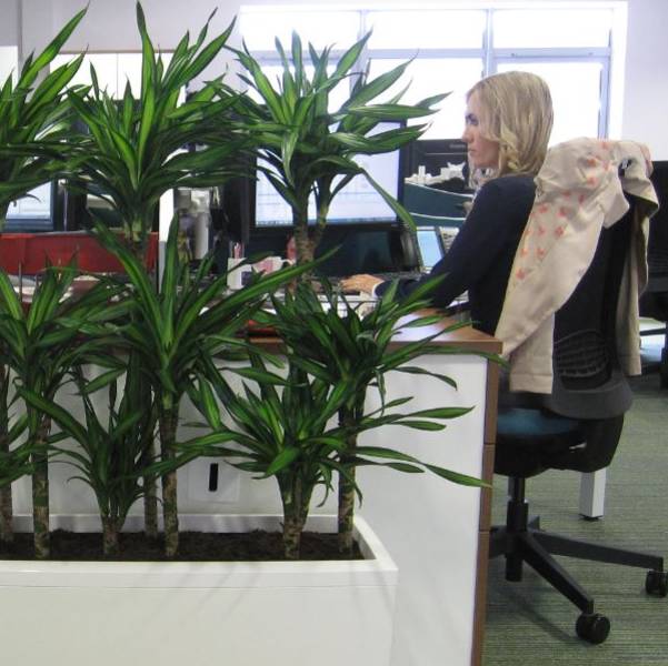 How Important Plants Are To The Workplace