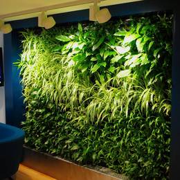 Green Walls with additional Grow lighting Improve the look of the wall & help the plants thrive