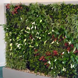 Our fully maintained Green Walls are space saving vertical gardens