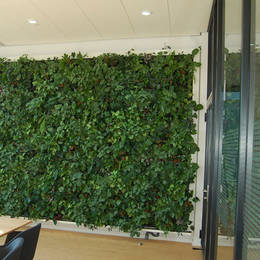 Transform your workplace with a Green Wall, they look great & Purify the air