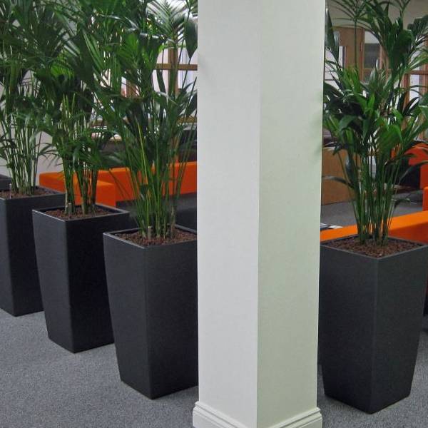 Office Landscapes for Office Plants Green Screens & Green Walls