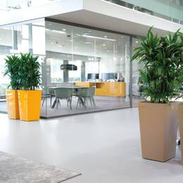 Tall Square Dracaena Janet Craig branched plants in an office atrium