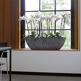 Large Orchid Windowsill Display In Wave Boat Planter
