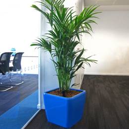 Electric Blue Plant Displays Look Stunning In these Birmingham Offices