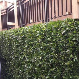 Artificial Green Wall with single species Bay Leaf foliage