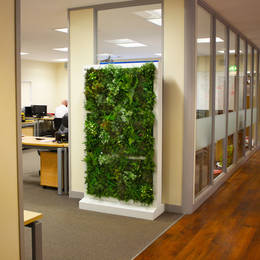 Artificial Freestanding Green Wall Used As An Office Screen