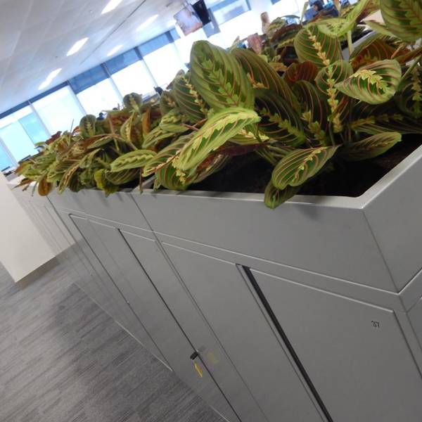 Cabinet Top Plant Displays are healthy and visual