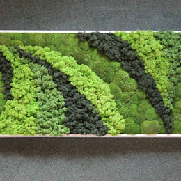Moss Picture design using different colours of moss