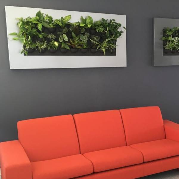 Mini Green Wall Interior Landsaping for this Nottingham Office plant walls