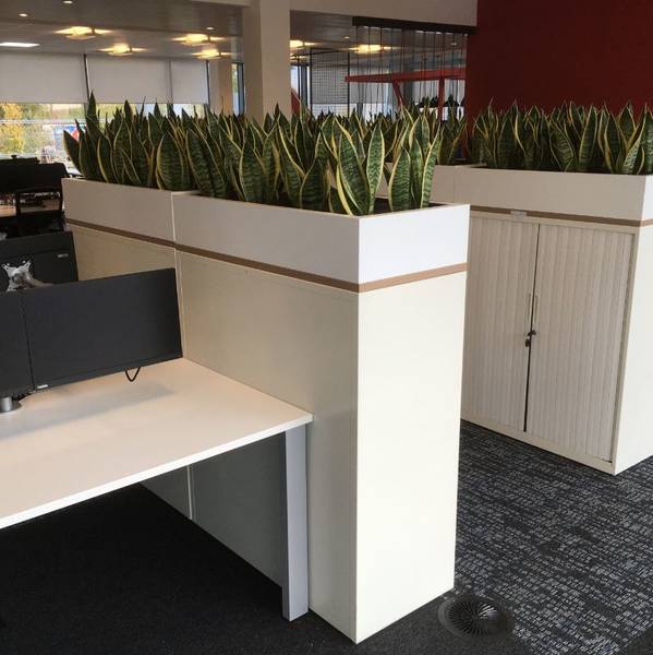 Cabinet Top Plant Displays And Planted Desk Screens For West Midlands Office