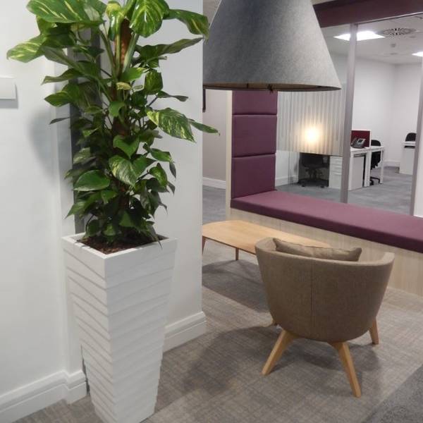 Epipremnum Aureum Plant In A Groovy Pot For This Ultra Modern Office Environment