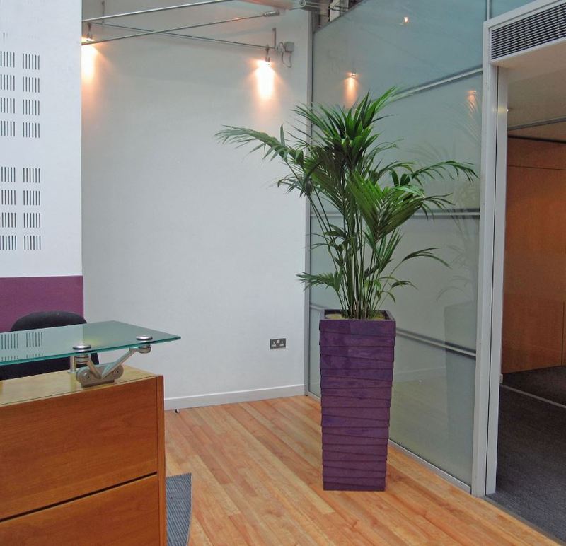 Main office Reception Plant Displays finished in corporate Purple