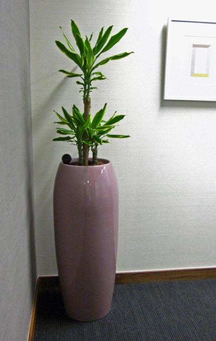 Dracaena Variegated plant in a tall circular Yang display