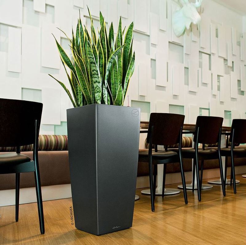 Tall square planter with Sanseveria plants in a West Mildands Restaurant