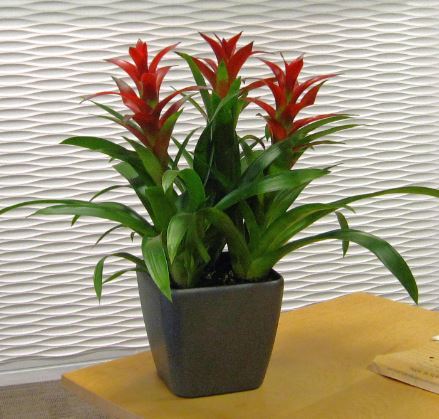 Colourful Red flowering plant displays for Cheltenham office Reception desk