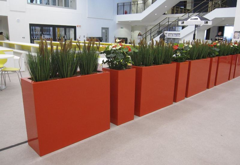 Artificial Reed Grasses and Anthurium Plants for schools and offices in the Midlands