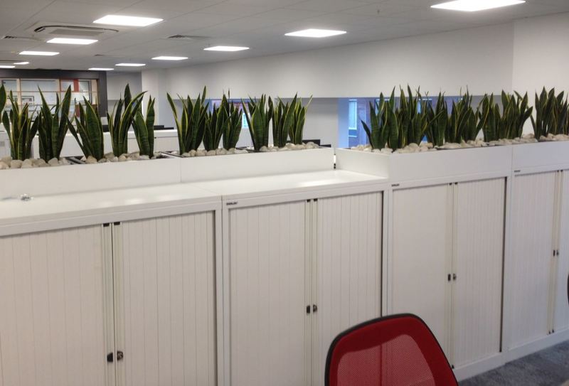 Sansevieria cabinet top interior plants