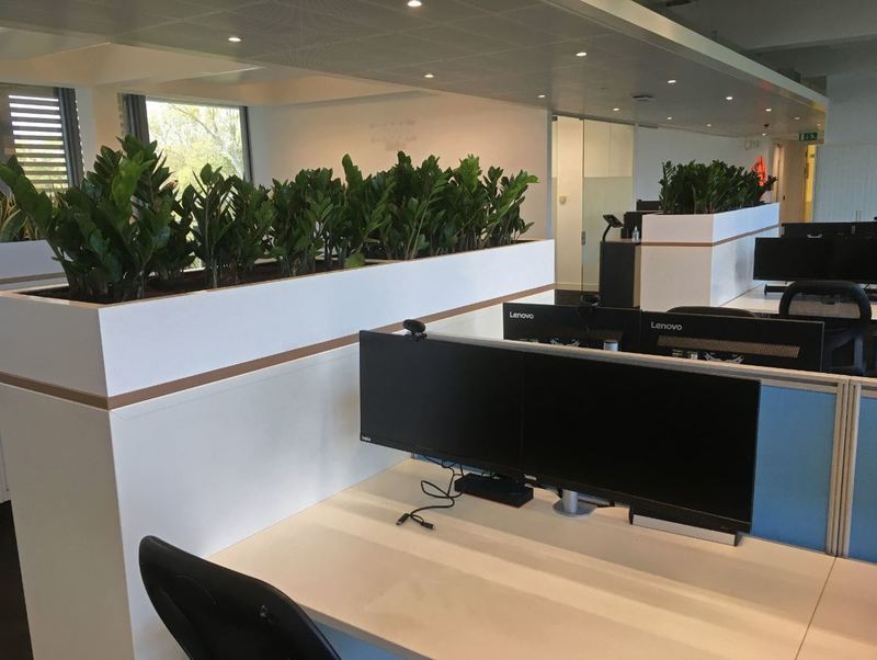Plants on top of cabinets create green desk screens to prevent COVID-19 for Midlands offices