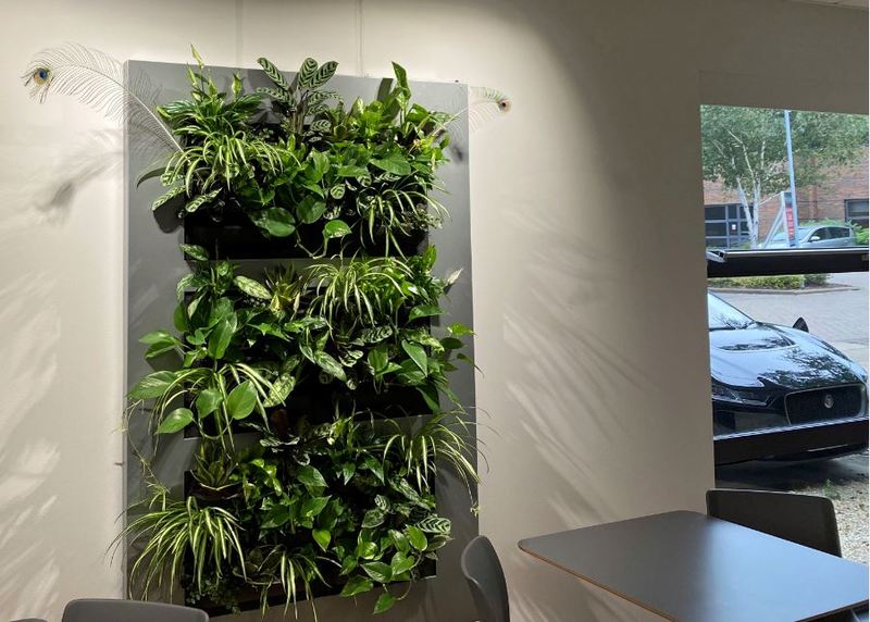 Live Picture XL Greenwall wall mounted plant display for this office breakout area